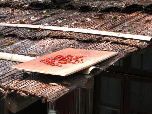 Peppers drying.
